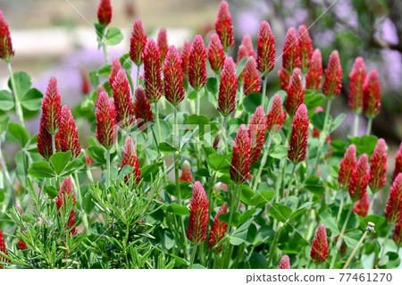 草莓蠟燭 草莓蠟燭 77461270