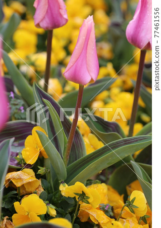 不尋常的葉鬱金香 77461556