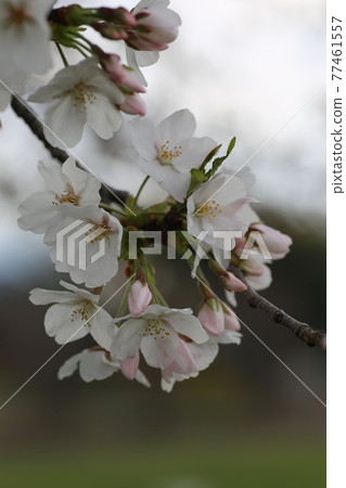 吉野櫻花樹 77461557