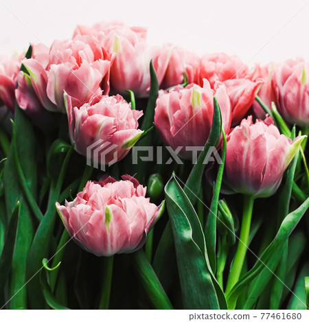 Spring flowers on marble background as holiday gift, greeting card and floral flatlay Spring flowers on marble background as holiday gift, greeting card and floral flatlay 77461680