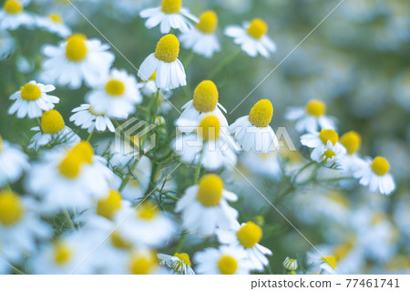 盛開在公園花壇的洋甘菊 77461741