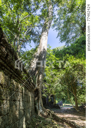 Picture of jungle trees overgrowing the ruins of Angkor Wat in Cambodia in summer Picture of jungle trees overgrowing the ruins of Angkor Wat in Cambodia in summer 77462424