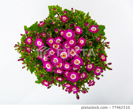 Top view of blooming mauve cineraria on white background Top view of blooming mauve cineraria on white background 77462510