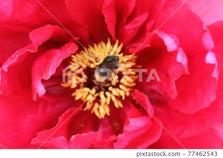 Bees flying in search of the nectar of the red button flower Bees flying in search of the nectar of the red button flower 77462543