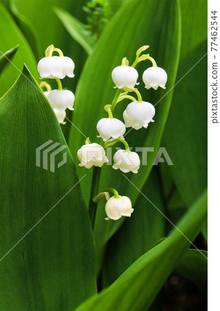 鈴蘭花與可愛的白色鐘形花 照片素材 圖片 圖庫