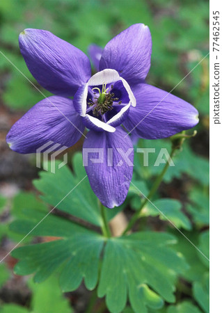 Aquilegia flowers with wide purple petals 77462545