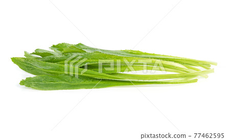 Culantro or Sawtooth Coriander isolated on white background 77462595
