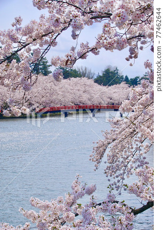 青森縣弘前市春陽橋，弘前城西堀，盛開的櫻花 77462644