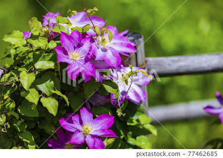 Takitani Iris Garden, full bloom tessen and spring flowers 77462685