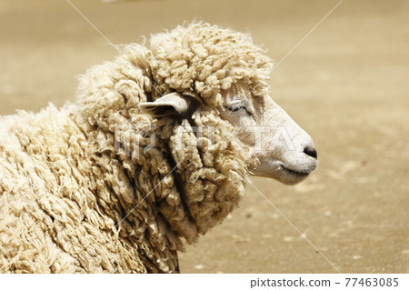 Sheep's profile Sheep's profile 77463085