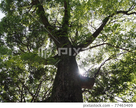 Camphor tree Camphor tree 77463409