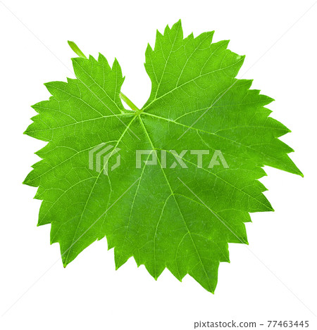 Green grape leaf on an isolated background. File contains clipping path. Green grape leaf on an isolated background. File contains clipping path. 77463445