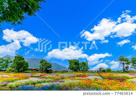 香花村,春天色域,以最美晴空為背景,日本,九州,竹田市,大分縣 香花村,春天色域,以最美晴空為背景,日本,九州,竹田市,大分縣 77463614