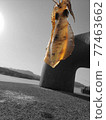 Squid in the sun at the harbor 77463662