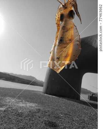 Squid in the sun at the harbor Squid in the sun at the harbor 77463662