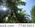 Blue sky and palm tree 77463663
