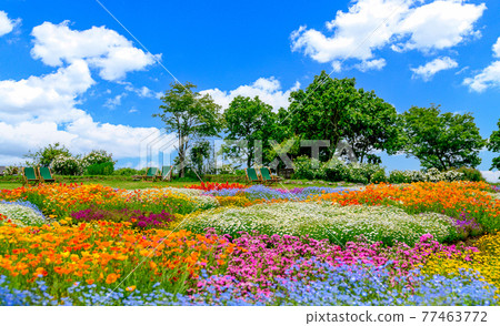 Fragrant flower village, spring color field against the backdrop of the most beautiful clear sky, Japan, Kyushu, Taketa City, Oita Prefecture 77463772