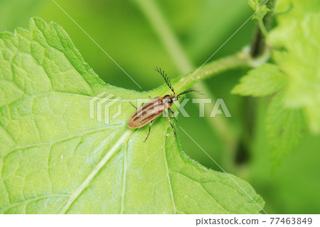 Higenaga Hananomi Higenaga Hananomi 77463849