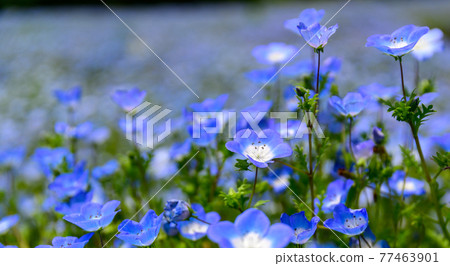 Nemophila flowers Nemophila scenery against the backdrop of the most beautiful clear sky and Kuju mountain range, Japan, Kyushu, Taketa City, Oita Prefecture Nemophila flowers Nemophila scenery against the backdrop of the most beautiful clear sky and Kuju mountain range, Japan, Kyushu, Taketa City, Oita Prefecture 77463901