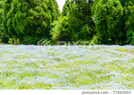 Nemophila flowers Nemophila scenery against the backdrop of the most beautiful clear sky and Kuju mountain range, Japan, Kyushu, Taketa City, Oita Prefecture 77463903