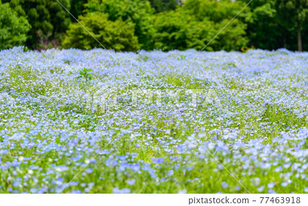 Nemophila 開花 Nemophila 風景以最美麗的晴空和 Kuju 山脈為背景，日本，九州，竹田市，大分縣 77463918