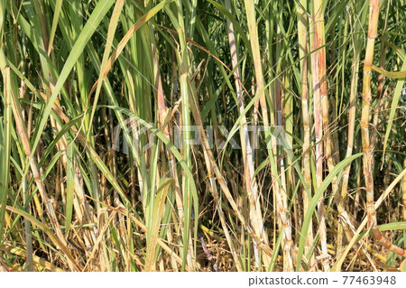 Sugar Cane Sugar Cane 77463948