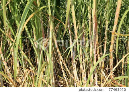 Sugar Cane Sugar Cane 77463950