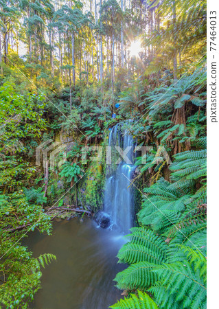 Hopetaun Falls in Great Otway National Park Hopetaun Falls in Great Otway National Park 77464013
