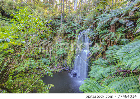 Hopetaun Falls in Great Otway National Park 77464014