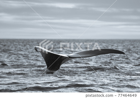 Whale Patagonia Argentina 77464649