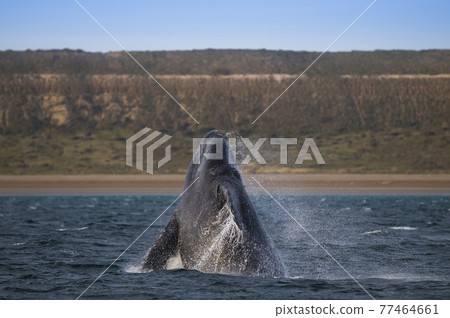 Whale Patagonia Argentina Whale Patagonia Argentina 77464661