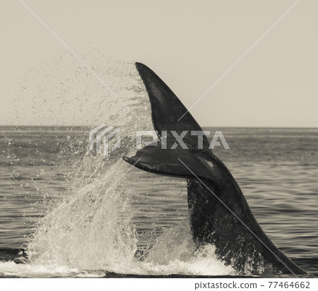Whale Patagonia Argentina Whale Patagonia Argentina 77464662