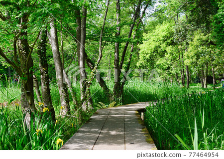 Omachi Park (Omachi Nature Observation Park, Ichikawa City, Chiba Prefecture) 77464954