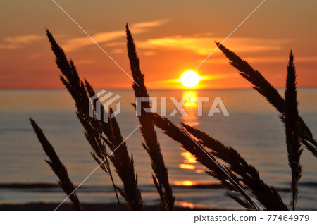 Sunset on Baltic sea beach, Jurmala Latvia Sunset on Baltic sea beach, Jurmala Latvia 77464979