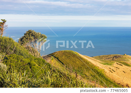 New Zealand coast New Zealand coast 77465005