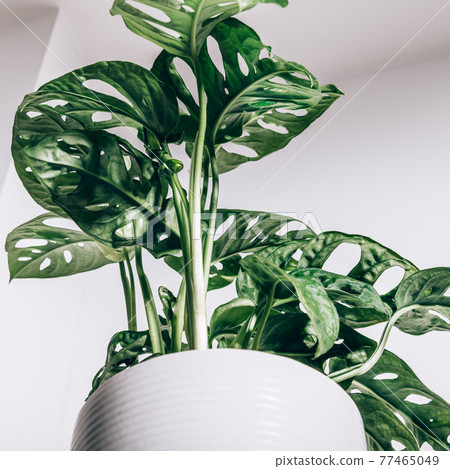 Monstera Monkey Mask Monstera Monkey Mask 77465049