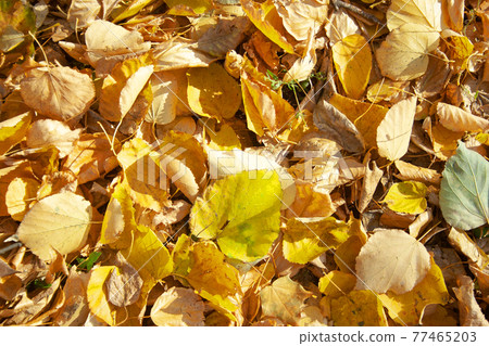 Leaves background, autumn Leaves background, autumn 77465203