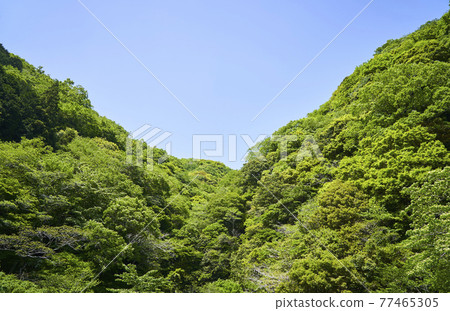 Mountain range looking up from the shore of Lake Tanzawa 77465305