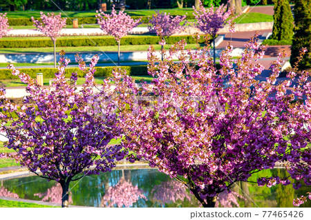 Poznan. Spring blossoming trees in the park Citadel. Poznan. Spring blossoming trees in the park Citadel. 77465426