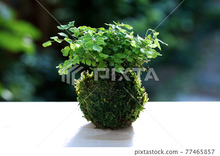 Moss ball with Asian tam planted against a green background 77465857