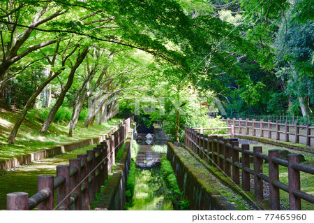 Beautiful blue maple leaves in Omachi Park (Omachi Nature Observation Park, Ichikawa City, Chiba Prefecture) 77465960