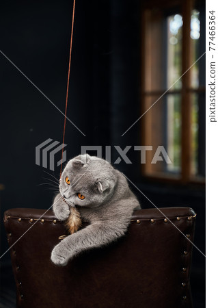 Scottish Fold domestic cat at home. Predatory instinct of animal playing. 77466364