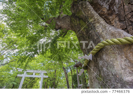 Oguni Tamashii Shrine Keyaki Goshinboku Famous Tree Fresh Green Wakaba Oguni Tamashii Shrine Keyaki Goshinboku Famous Tree Fresh Green Wakaba 77466376