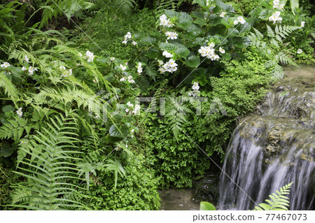 Tropical green surroundings in outdoor garden Tropical green surroundings in outdoor garden 77467073