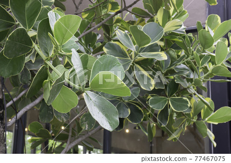 Tropical green surroundings in outdoor garden Tropical green surroundings in outdoor garden 77467075