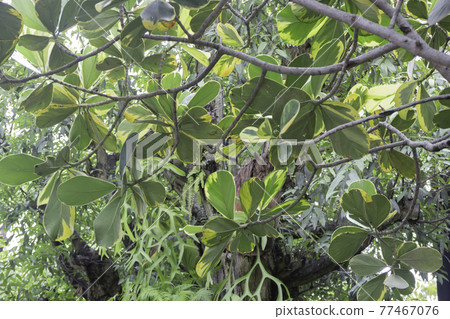 Tropical green surroundings in outdoor garden Tropical green surroundings in outdoor garden 77467076