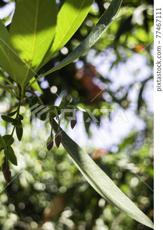 Summer green relaxation of outdoor garden Summer green relaxation of outdoor garden 77467111
