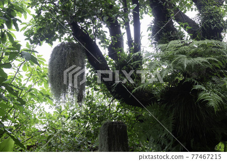 Tropical green surroundings in outdoor garden Tropical green surroundings in outdoor garden 77467215