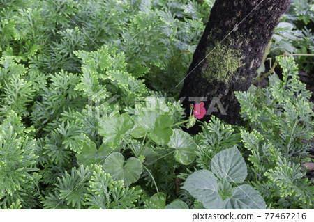 Tropical green surroundings in outdoor garden Tropical green surroundings in outdoor garden 77467216
