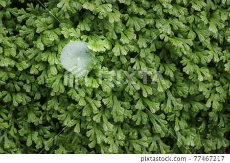 Tropical green surroundings in outdoor garden Tropical green surroundings in outdoor garden 77467217